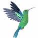 colibri