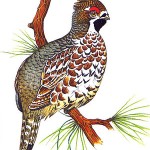 Gélinotte des bois Tetrastes bonasia Hazel Grouse