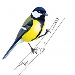 mésange2